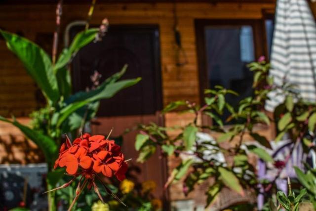 Backyard Apartment Ohrid Extérieur photo
